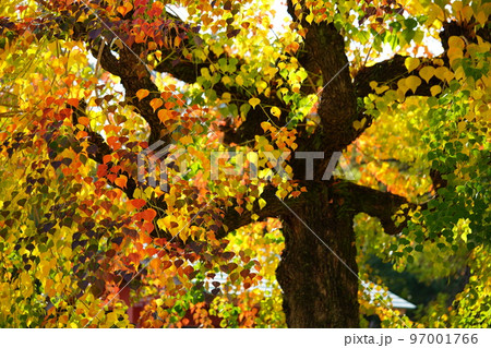 奈良公園のナンキンハゼの大木・紅葉の最盛期 97001766