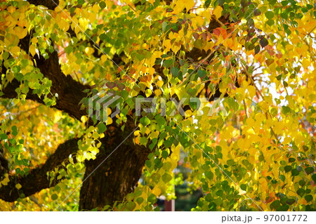 奈良公園のナンキンハゼの大木・紅葉の最盛期 97001772