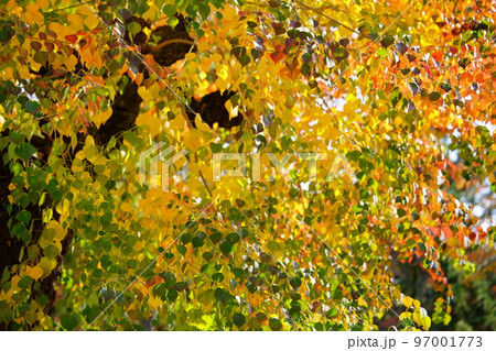 奈良公園のナンキンハゼの大木・紅葉の最盛期 97001773