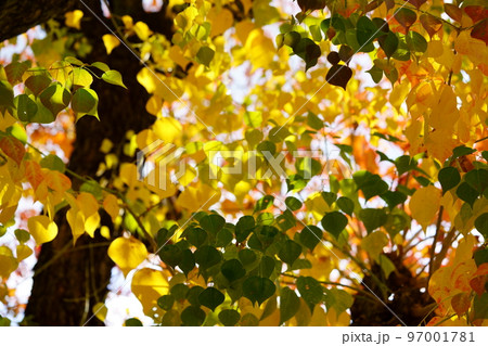 奈良公園のナンキンハゼの大木・紅葉の最盛期 97001781