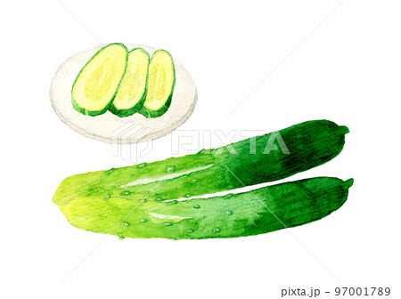 きゅうりと漬け物 夏野菜&和食の手描き水彩イラスト素材 きゅうりと漬け物 夏野菜&和食の手描き水彩イラスト素材 97001789