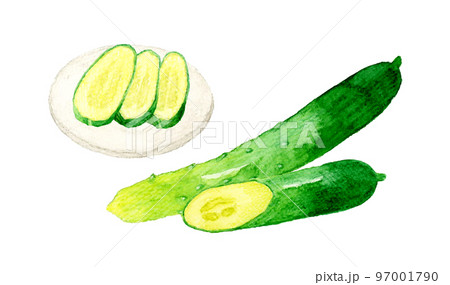 きゅうりと漬け物 夏野菜&和食の手描き水彩イラスト素材 きゅうりと漬け物 夏野菜&和食の手描き水彩イラスト素材 97001790