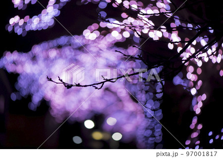 春とは表情の違う12月の桜イルミネーション 97001817