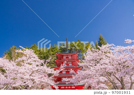 《山梨県》五重塔と満開の桜・春の新倉山浅間公園 97001931
