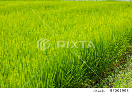 田んぼ　Paddy field 97001998