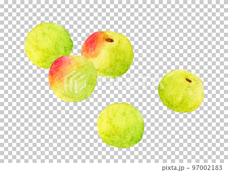 Ome (plum fruit) fruit hand-painted watercolor illustration material 97002183