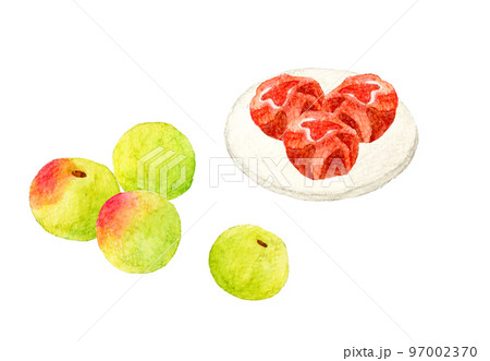 梅の実と梅干　フルーツの手描き水彩イラスト素材 97002370