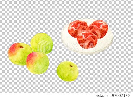 梅の実と梅干　フルーツの手描き水彩イラスト素材 97002370