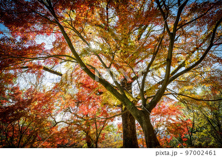 秋の頃の紅葉が美し菊池神社の風景 97002461