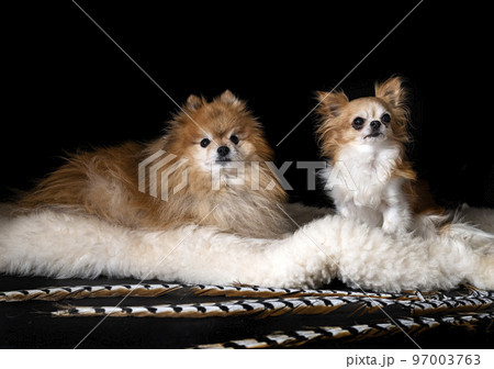 chihuahua and spitz in studio 97003763