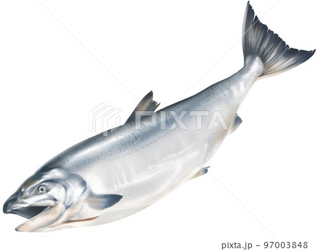 新鮮な鮭のリアルなテイストの手描きイラスト 新鮮な鮭のリアルなテイストの手描きイラスト 97003848