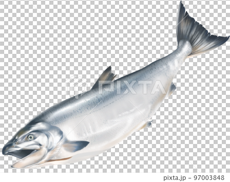 新鮮な鮭のリアルなテイストの手描きイラスト 新鮮な鮭のリアルなテイストの手描きイラスト 97003848
