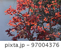 初冬の太陽の日差しをいっぱいに浴びる庭のもみじ 97004376