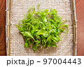 ウワミズザクラ 97004443