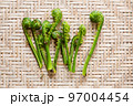 コゴミ 97004454