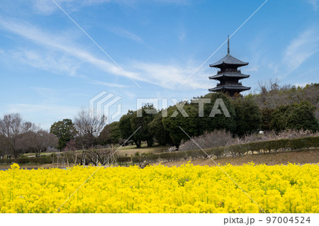 岡山県、菜の花畑と備中国分寺の五重の塔 97004524