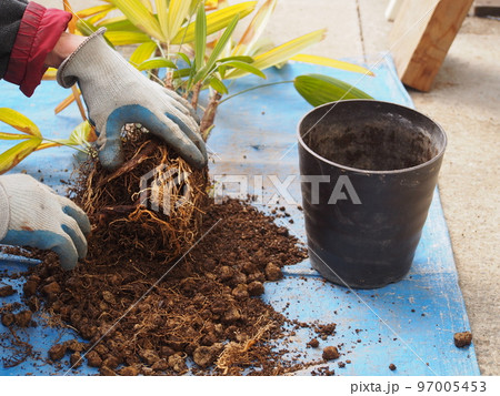 鉢植えの観音竹の植え替え作業 97005453
