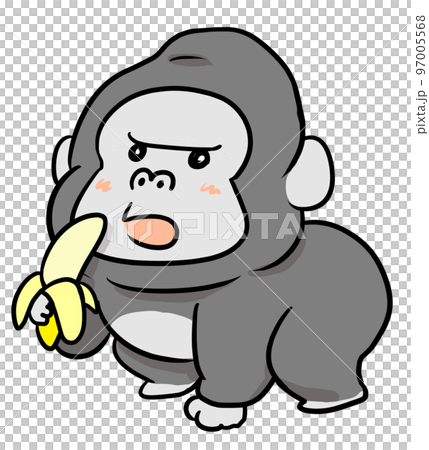 gorilla eating banana gorilla eating banana 97005568