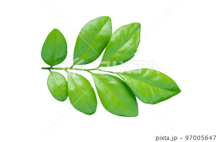 Fresh green leaves on branch isolated on white background. Orange leaf with clipping path. Fresh green leaves on branch isolated on white background. Orange leaf with clipping path. 97005647