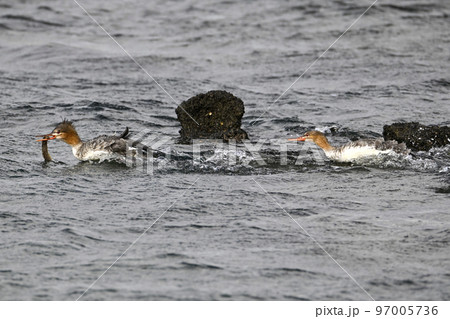 ウミアイサ 97005736