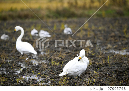 コハクチョウ コハクチョウ 97005748