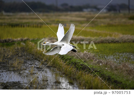 コハクチョウ コハクチョウ 97005753