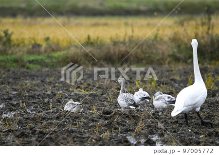 ハクガン 97005772