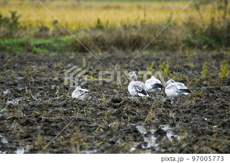 ハクガン 97005773