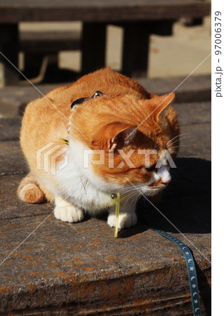 猫城主さんじゅーろー 猫城主さんじゅーろー 97006379