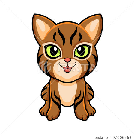 Cute pixie bob cat cartoon Cute pixie bob cat cartoon 97006563