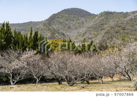徳島 阿波国一宮大麻比古神社の観梅苑 徳島 阿波国一宮大麻比古神社の観梅苑 97007866