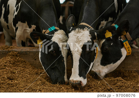 Close-up of black and white domestic cows eating hay in stall on agricultural farm 97008076