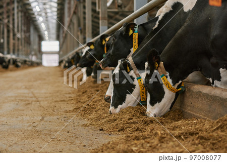 Herd of cows standing in a row in stall and eating fresh hay in cowshed on dairy farm Herd of cows standing in a row in stall and eating fresh hay in cowshed on dairy farm 97008077
