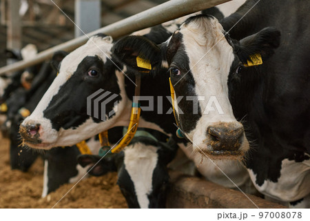 Close-up of black and white domestic milk cows standing in stall on dairy farm 97008078