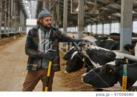 Farmer cleaning the cowshed and caring about domestic cows during his work on dairy farm Farmer cleaning the cowshed and caring about domestic cows during his work on dairy farm 97008080