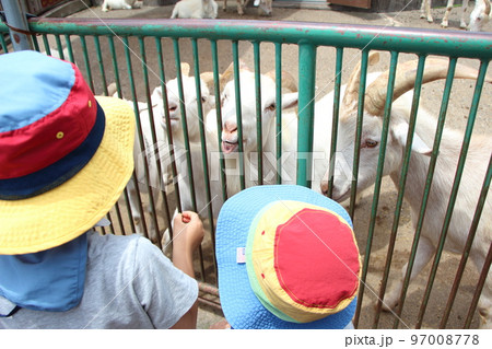 動物園で遊ぶ兄弟　 97008778