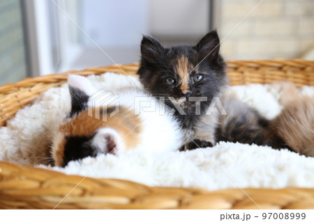 可愛い子猫、保護猫が出産した仔猫、三毛猫とサビ猫 97008999
