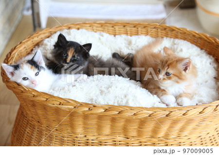 可愛い子猫、保護猫が出産した仔猫、サビ猫・三毛猫・茶トラ猫家族 可愛い子猫、保護猫が出産した仔猫、サビ猫・三毛猫・茶トラ猫家族 97009005