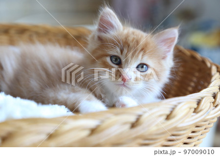 可愛い子猫、保護猫が出産した仔猫、長毛種の茶トラ猫の男の子 97009010