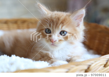 可愛い子猫、保護猫が出産した仔猫、長毛種の茶トラ猫の男の子 97009011