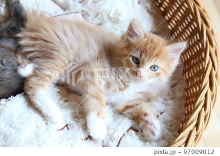 可愛い子猫、保護猫が出産した仔猫、長毛種の茶トラ猫の男の子 可愛い子猫、保護猫が出産した仔猫、長毛種の茶トラ猫の男の子 97009012