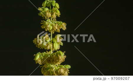Cannabis marijuana flowering seeds. Sativa hemp bushes. Growing CBD marijuana. Dark background with marijuana leaves. Healthcare with medical cannabis. Male hemp flowers are bred to obtain seeds. Cannabis marijuana flowering seeds. Sativa hemp bushes. Growing CBD marijuana. Dark background with marijuana leaves. Healthcare with medical cannabis. Male hemp flowers are bred to obtain seeds. 97009207