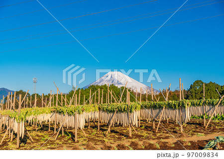 （静岡県）箱根西麓のダイコン干し　富士山 97009834