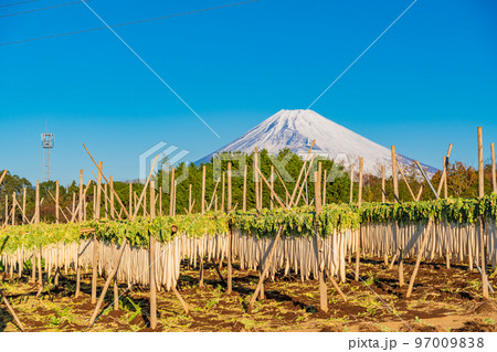 （静岡県）箱根西麓のダイコン干し　富士山 97009838