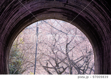 トンネルの先の河津桜　愛知県新城市 97009839