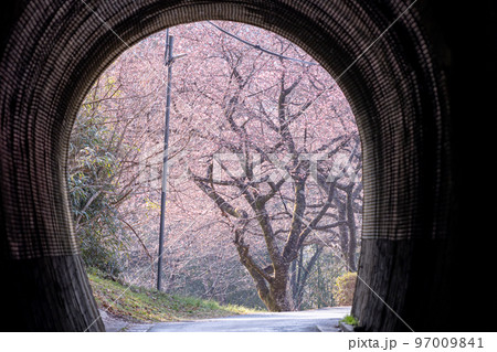トンネルの先の河津桜　愛知県新城市 97009841