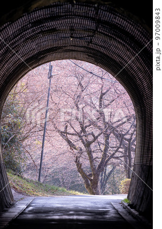 トンネルの先の河津桜 愛知県新城市 トンネルの先の河津桜 愛知県新城市 97009843