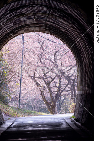 トンネルの先の河津桜 愛知県新城市 トンネルの先の河津桜 愛知県新城市 97009845