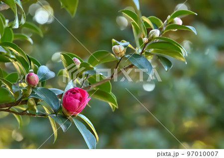 サザンカの花 サザンカの花 97010007