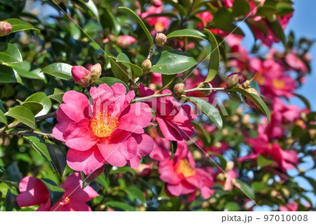 サザンカの花 サザンカの花 97010008